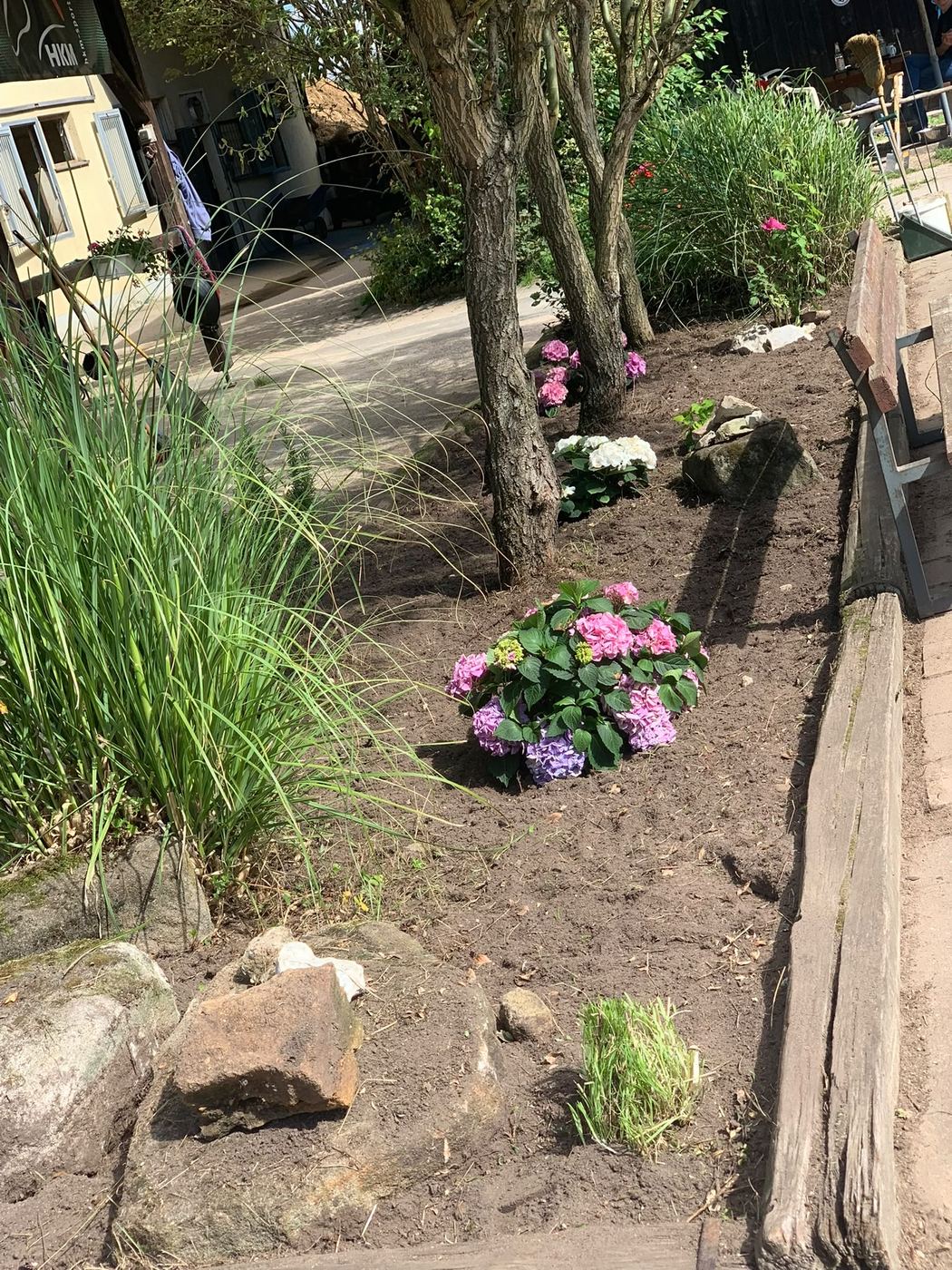 Neu angelegtes Blumenbeet mit Hortensien und Gräsern am Stallweg