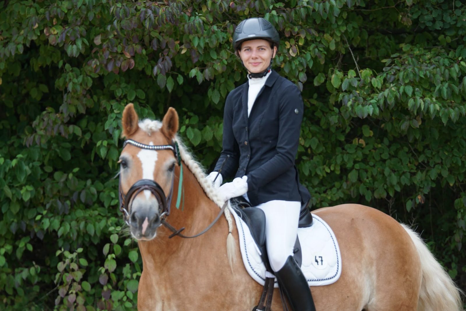 Reiterin mit herausgeputztem Haflinger bei der Prüfung