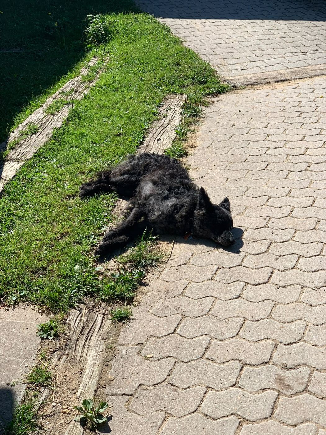 Hund döst ausgestreckt in der Sonne am Rand des Hofwegs