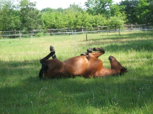 Pferd wälzt sich entspannt auf der grünen Sommerkoppel