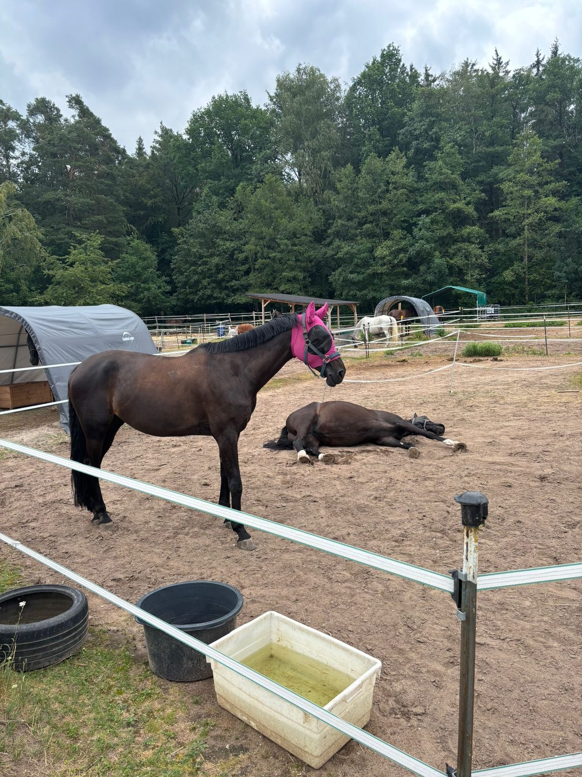 Zwei Pferde entspannen auf dem Sandpaddock, eines liegt und döst
