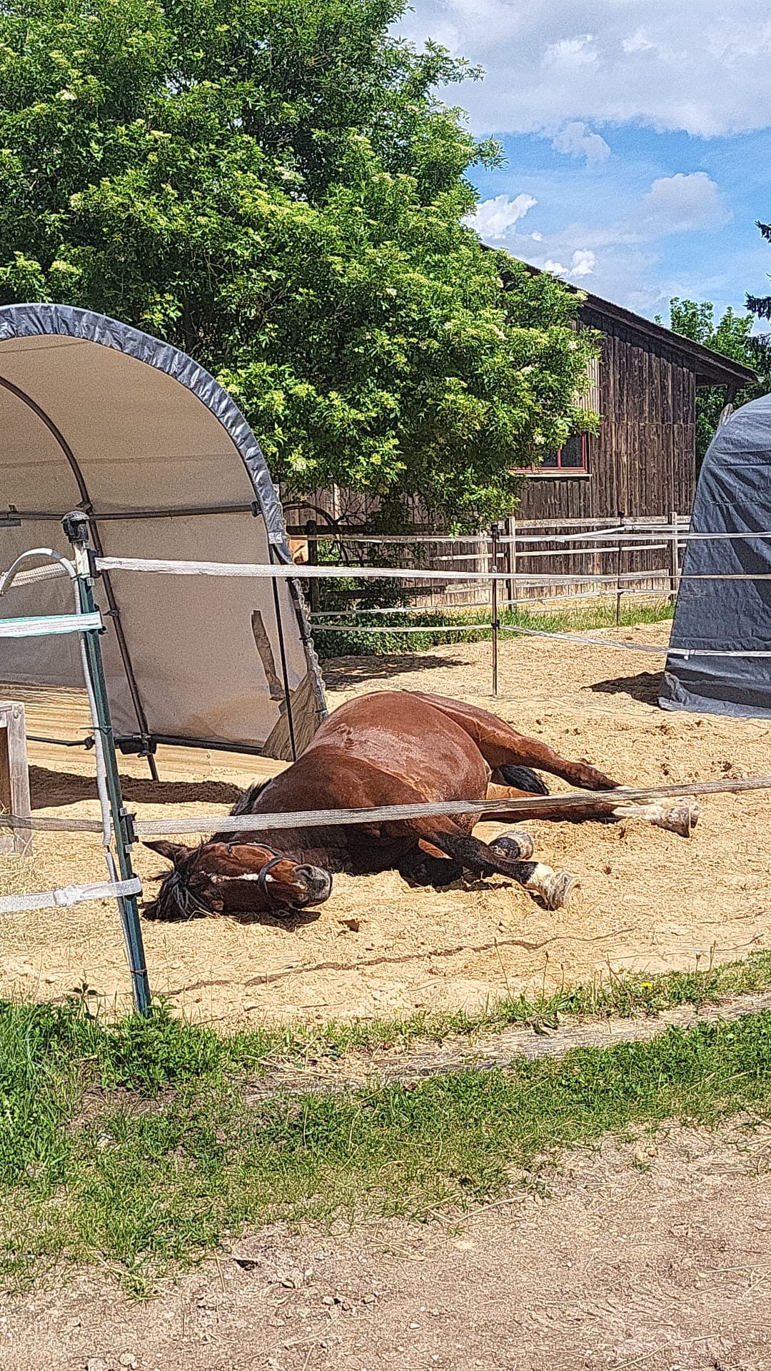 Pferd schläft tiefenentspannt im Sand seines Paddocks